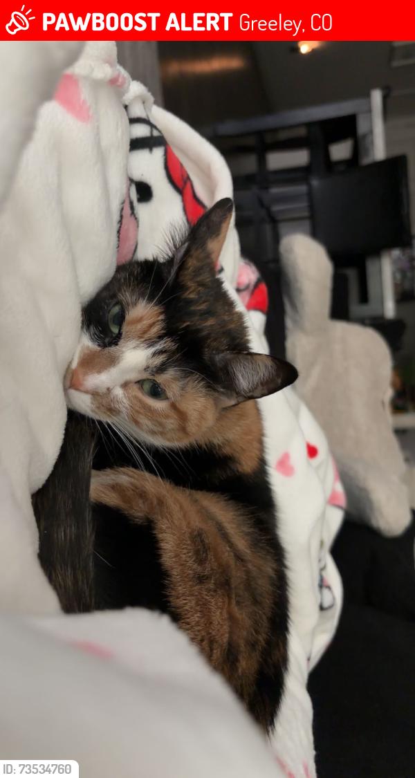 Lost Female Cat last seen Near 1st ave in the trailer park woodland east, Greeley, CO 80631