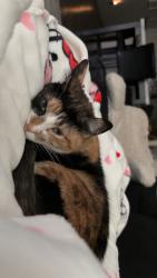 Lost Female Cat last seen Near 1st ave in the trailer park woodland east, Greeley, CO 80631