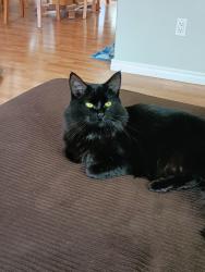 Reunited Male Cat last seen 45th street and 35th Avenue, Calgary, AB T3E 6K9