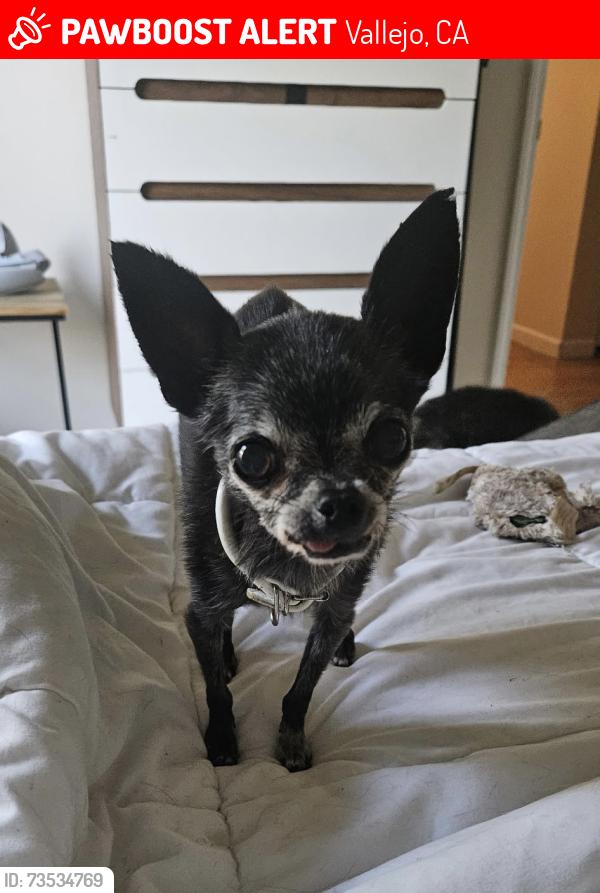 Lost Female Dog last seen Robles & Honeydew, Vallejo, CA 94591