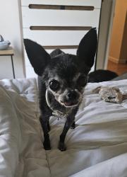 Lost Female Dog last seen Robles & Honeydew, Vallejo, CA 94591