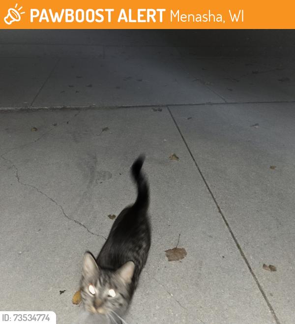 Found/Stray Unknown Cat last seen Sunset & Lakecrest, Menasha, WI 54952