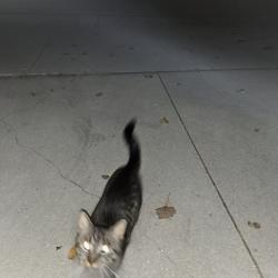 Found/Stray Unknown Cat last seen Sunset & Lakecrest, Menasha, WI 54952