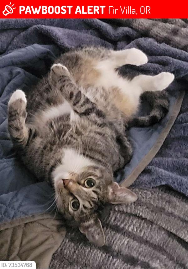 Lost Female Cat last seen SE Hankel and SE Fir Villa Rd, Fir Villa, OR 97338