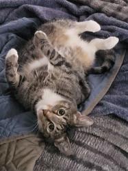 Lost Female Cat last seen SE Hankel and SE Fir Villa Rd, Fir Villa, OR 97338