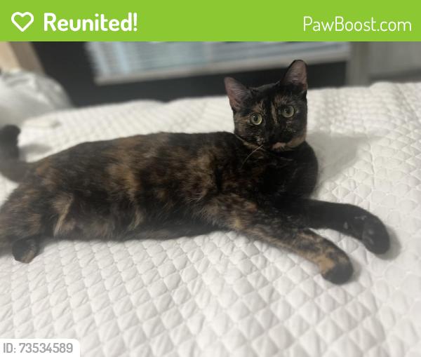 Reunited Female Cat last seen Banyan Trails, Coconut Creek, FL 33073