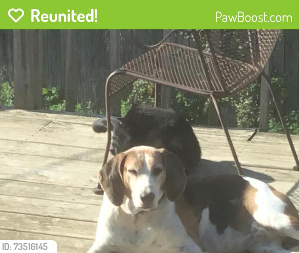 Reunited Female Dog last seen Near CHESTER RD ; CHESTER RD AND HOPKINS, Lansing, MI 48912