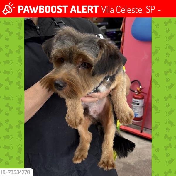Lost Male Dog last seen Praça Santíssima Trindade, Vila Celeste, SP 02543-180