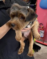 Lost Male Dog last seen Praça Santíssima Trindade, Vila Celeste, SP 02543-180