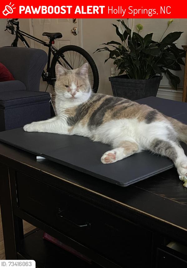 Lost Female Cat last seen Baygall and Stinson, Holly Springs, NC 27540