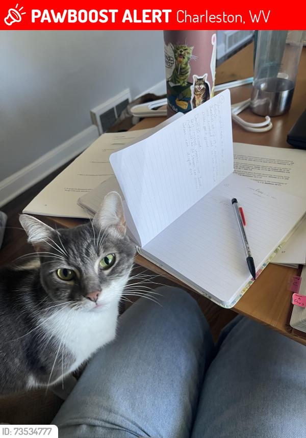Lost Female Cat last seen Noyes avenue and 53rd street, Charleston, WV 25304