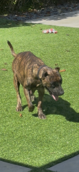 Lost Female Dog last seen Nw 21 street and 5, Homestead, FL 33030
