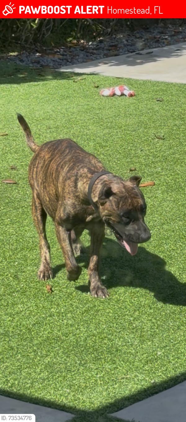 Lost Female Dog last seen Nw 21 street and 5, Homestead, FL 33030
