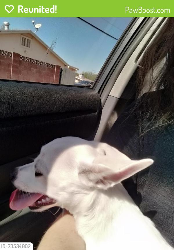 Reunited Male Dog last seen margo and elna rae, Tempe, AZ 85281