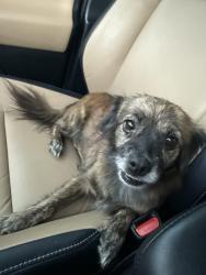 Found/Stray Female Dog last seen Windy Stone Dr and Daisy Meadow Dr, Katy, TX 77449