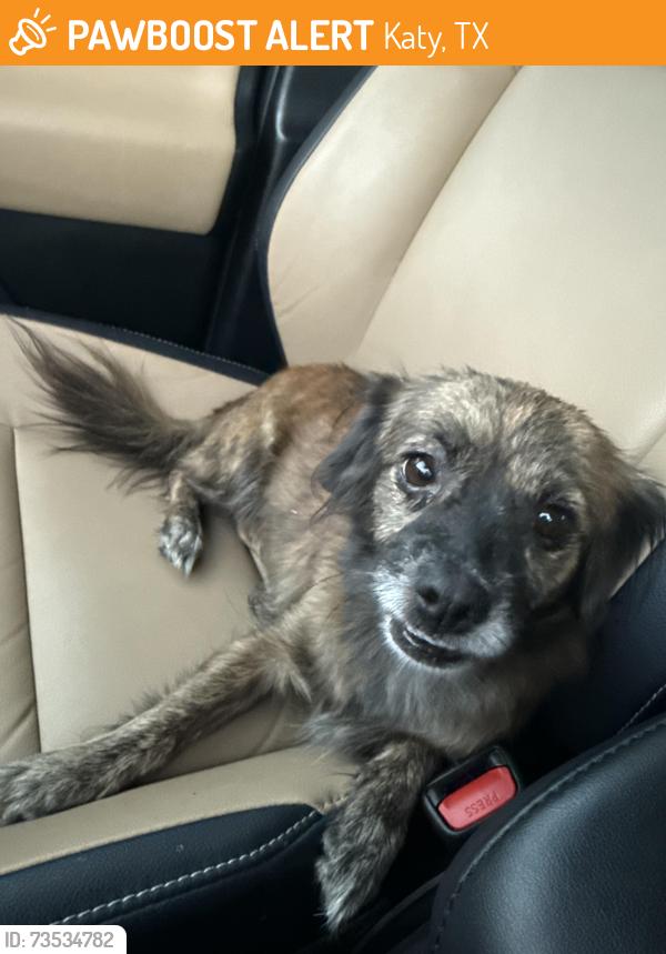 Found/Stray Female Dog last seen Windy Stone Dr and Daisy Meadow Dr, Katy, TX 77449