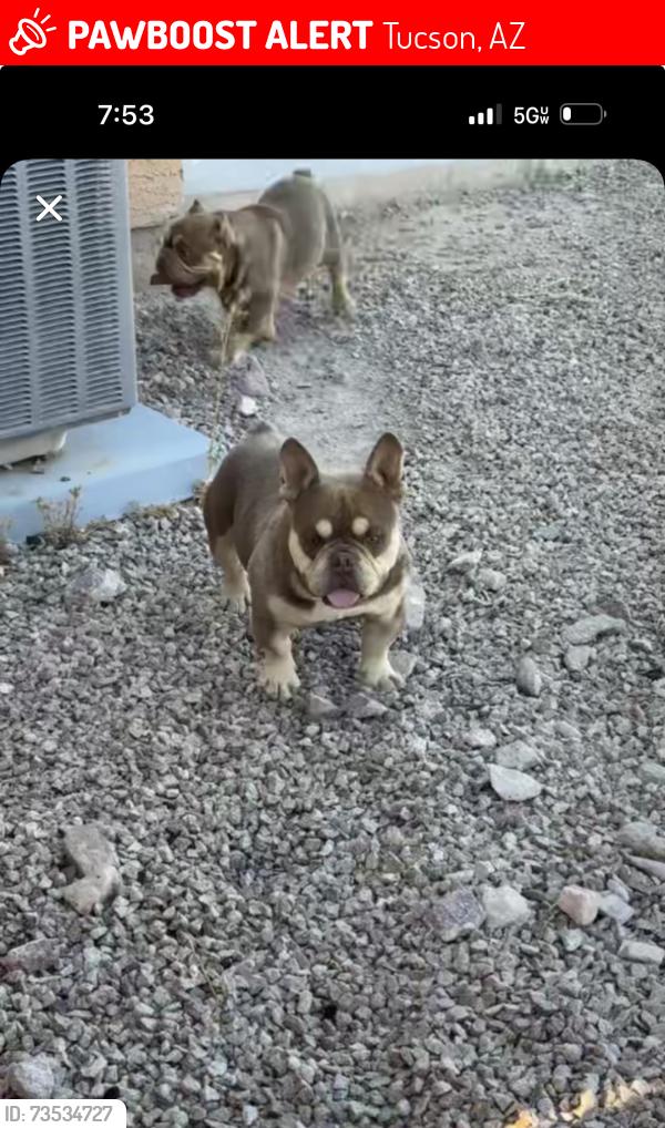 Lost Male Dog last seen Valencia and Camino de la Tierra, Tucson, AZ 85746