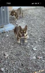 Lost Male Dog last seen Valencia and Camino de la Tierra, Tucson, AZ 85746
