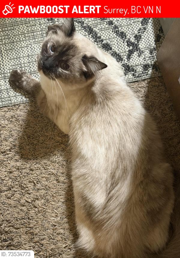 Lost Female Cat last seen 170A st., Surrey, BC V4N 4N6