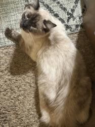 Lost Female Cat last seen 170A st., Surrey, BC V4N 4N6