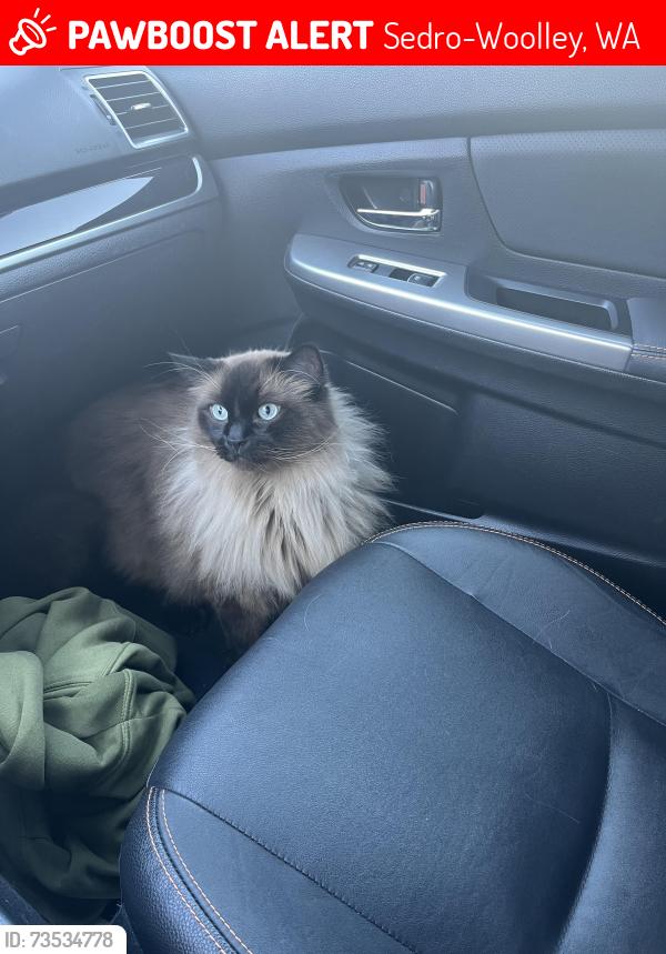 Lost Male Cat last seen Valley View Community and Reed Street, Sedro-Woolley, WA 98284