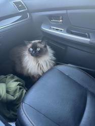 Lost Male Cat last seen Valley View Community and Reed Street, Sedro-Woolley, WA 98284