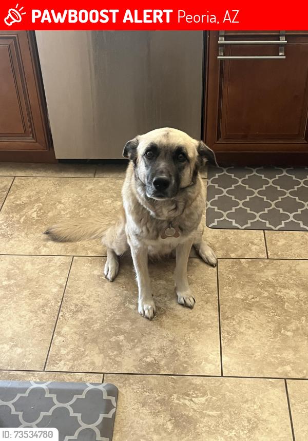 Lost Female Dog last seen 71st and Olive, Peoria, AZ 85345