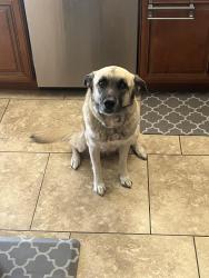 Lost Female Dog last seen 71st and Olive, Peoria, AZ 85345