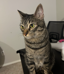 Lost Male Cat last seen Near E Jasper Drive, Gilbert, AZ 85296