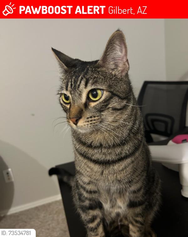 Lost Male Cat last seen Near E Jasper Drive, Gilbert, AZ 85296