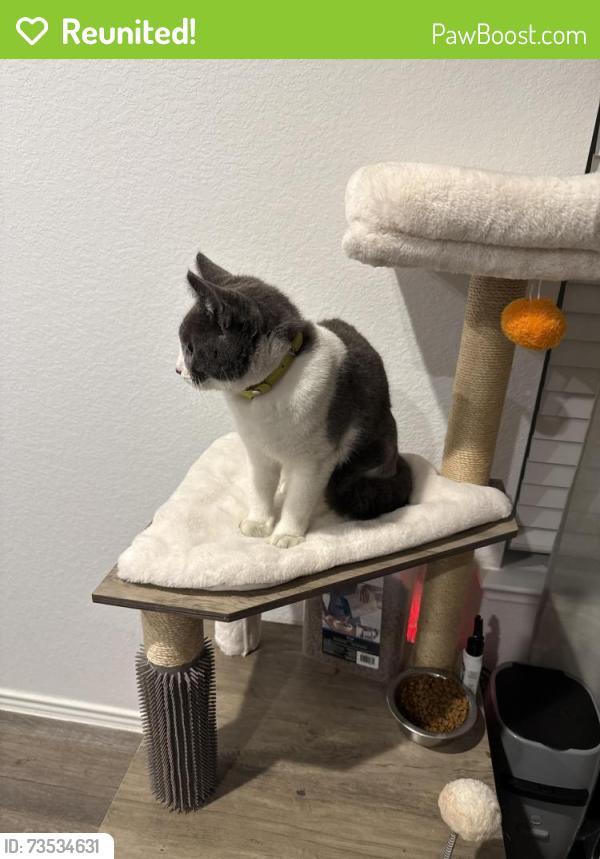Reunited Unknown Cat last seen Near saffron field ln spring Tx 77373, Spring, TX 77373