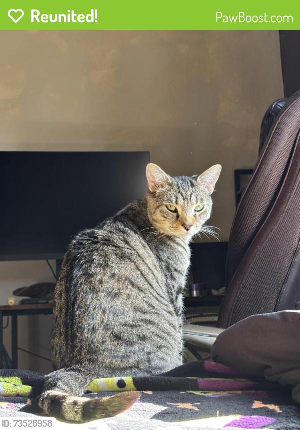 Reunited Male Cat last seen 28th and Liberty Ave, Ogden, UT 84403
