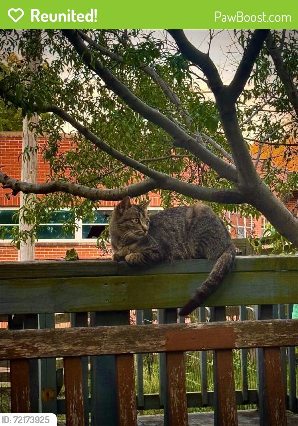 Reunited Female Cat last seen E C ST, Belleville, IL 62220