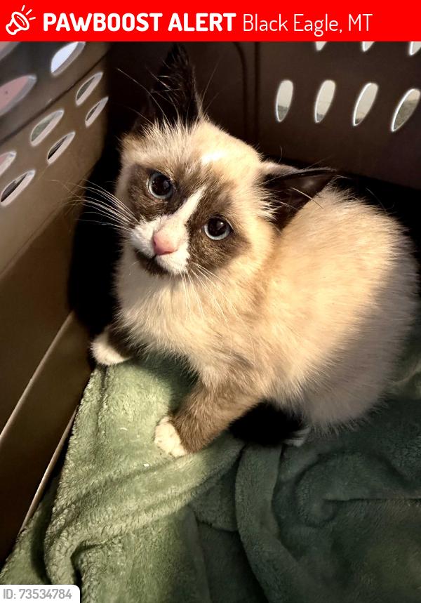 Lost Male Cat last seen Old Black Eagle fire station, Black Eagle, MT 59414