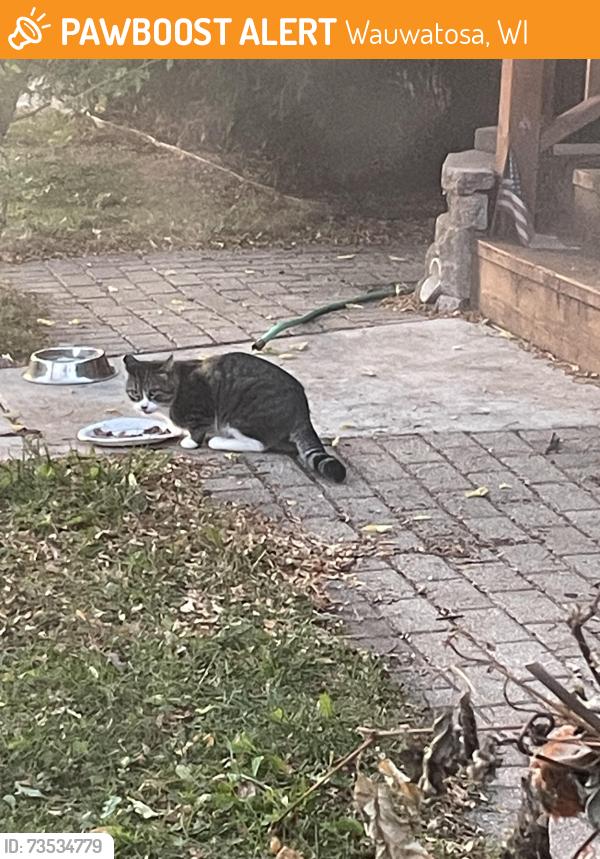 Found/Stray Male Cat last seen 70th and state street, Wauwatosa, WI 53213