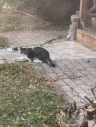 Found/Stray Male Cat last seen 70th and state street, Wauwatosa, WI 53213