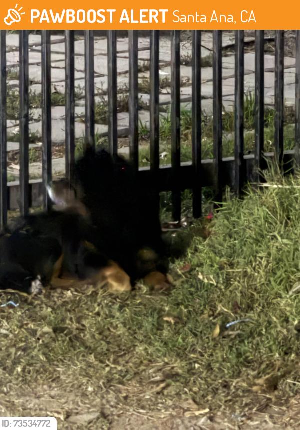 Found/Stray Male Dog last seen Down the cul-de-sac on Silver Dr., Santa Ana, CA 92703