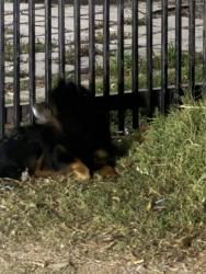 Found/Stray Male Dog last seen Down the cul-de-sac on Silver Dr., Santa Ana, CA 92703