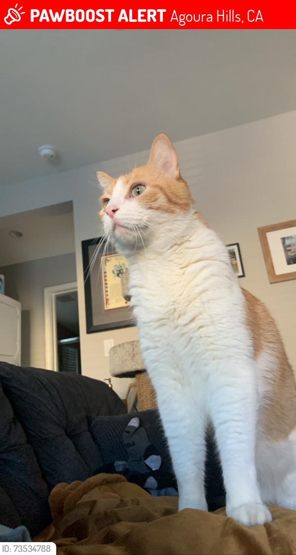 Lost Male Cat last seen Agoura high school, Agoura Hills, CA 91301
