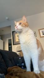 Lost Male Cat last seen Agoura high school, Agoura Hills, CA 91301