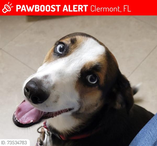 Lost Female Dog last seen Barrington States and Hwy 561, Clermont, FL 34711
