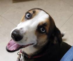 Lost Female Dog last seen Barrington States and Hwy 561, Clermont, FL 34711