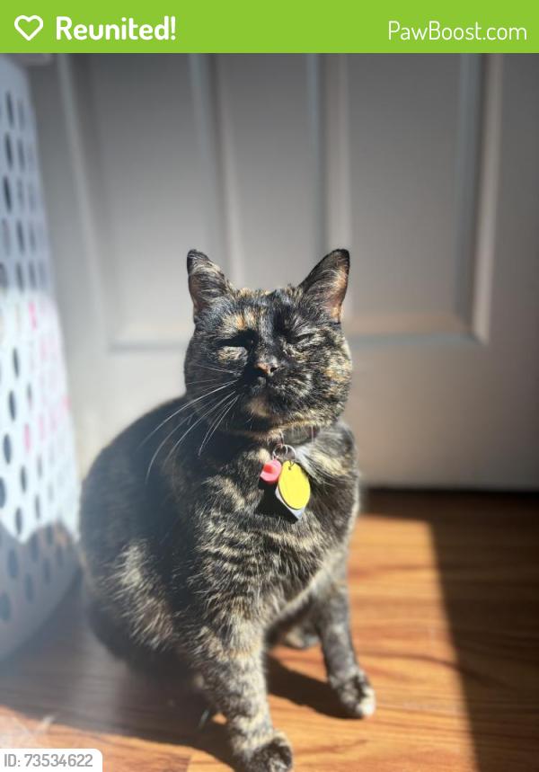 Reunited Female Cat last seen Oakland Gravel Road and Smiley Lane area, Columbia, MO 65202