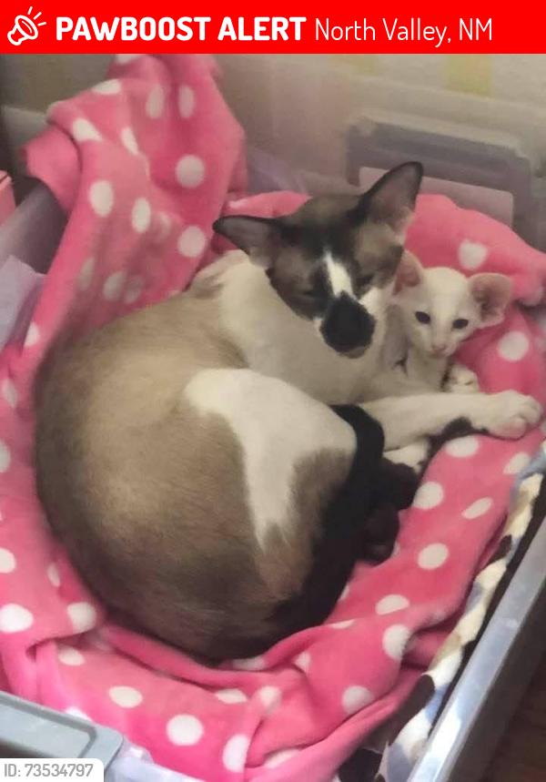Lost Male Cat last seen Mission and Edith ne, North Valley, NM 87107