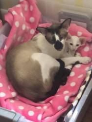 Lost Male Cat last seen Mission and Edith ne, North Valley, NM 87107