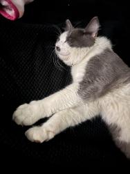 Reunited Male Cat last seen Route 20 and Bartlett road, Streamwood, IL 60107