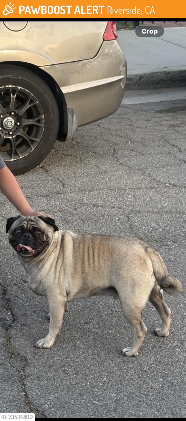 Found/Stray Unknown Dog last seen Norta vista high school, Riverside, CA 92503