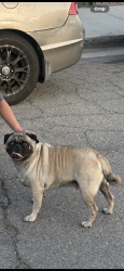 Found/Stray Unknown Dog last seen Norta vista high school, Riverside, CA 92503