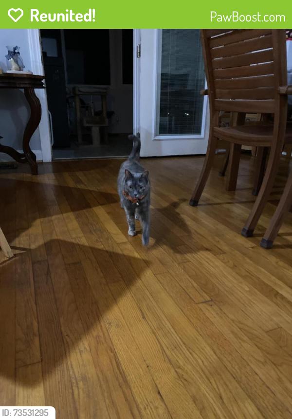 Reunited Female Cat last seen Hogan Court and Palmer Way, Wilmington, NC 28412