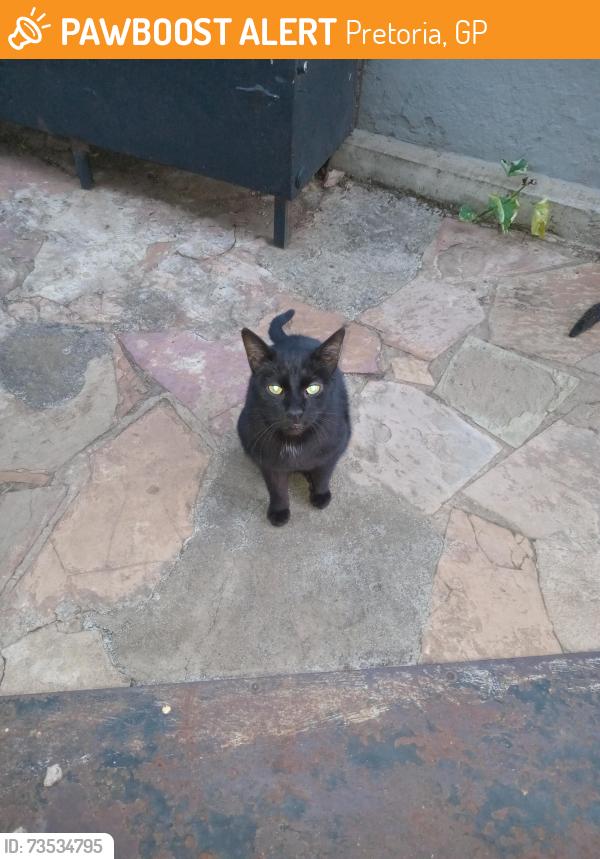 Found/Stray Male Cat last seen Engen Garage, Pretoria, GP 0084